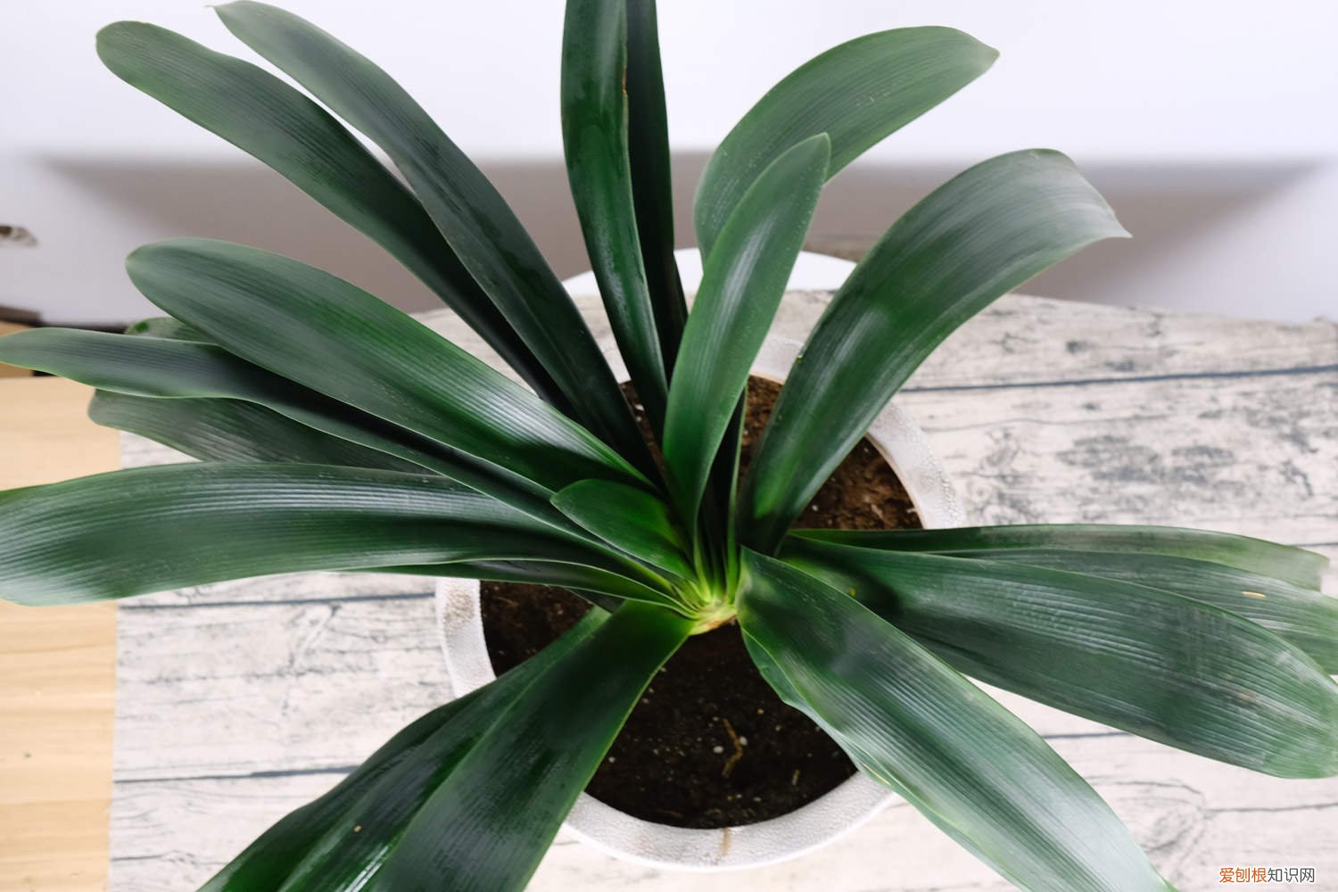 君子兰换盆后怎么浇水最好 君子兰换盆后怎么浇水