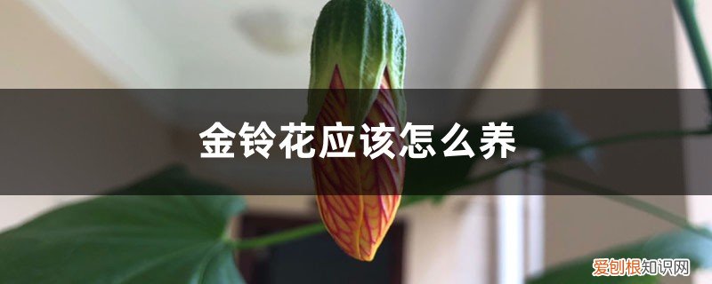 金铃花怎么养殖 金铃花应该怎么养