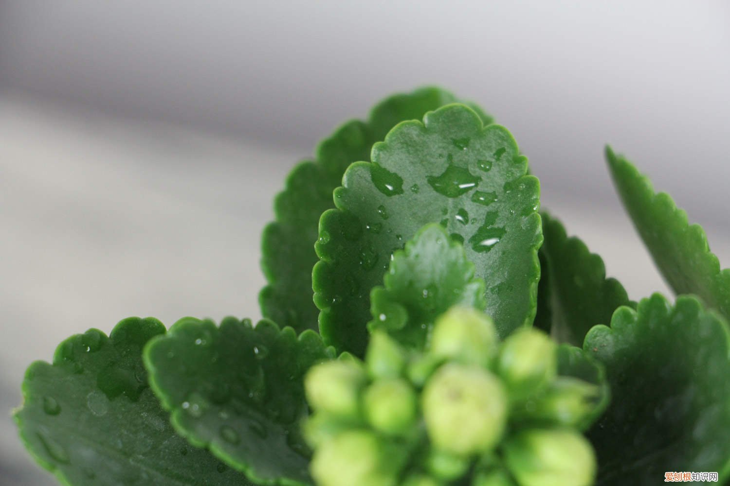 长寿花扦插几个月开花 长寿花扦插多久见阳光