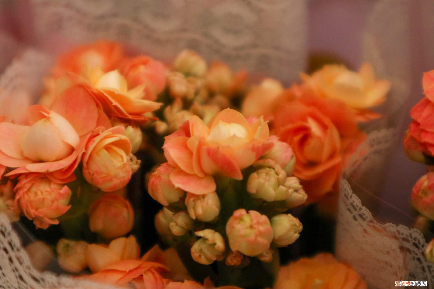 长寿花扦插几个月开花 长寿花扦插多久见阳光