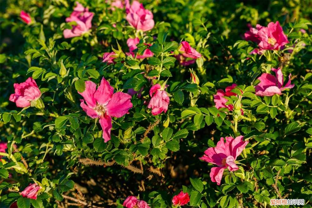 玫瑰莲多肉怎么养 玫瑰莲怎么养