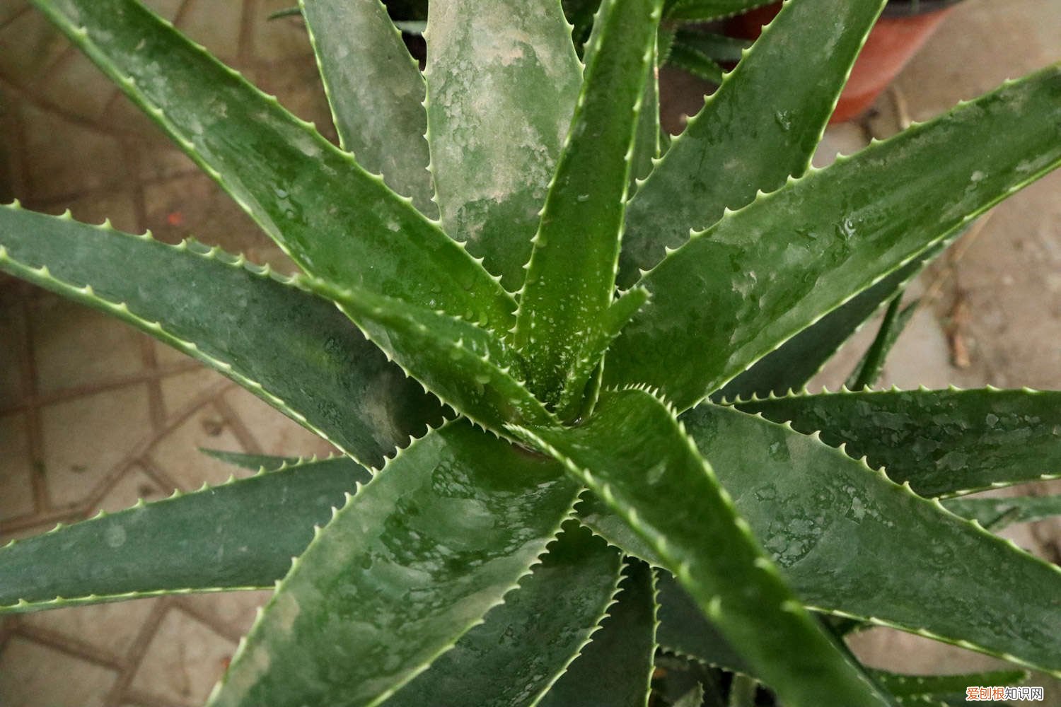 芦荟多长时间浇一次水比较好 芦荟多长时间浇一次水