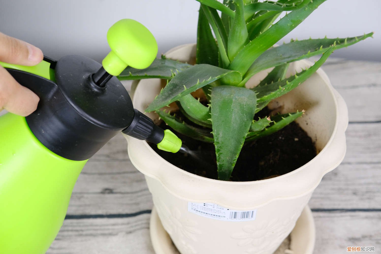 芦荟多长时间浇一次水比较好 芦荟多长时间浇一次水
