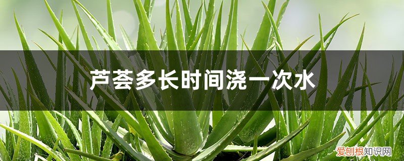 芦荟多长时间浇一次水比较好 芦荟多长时间浇一次水