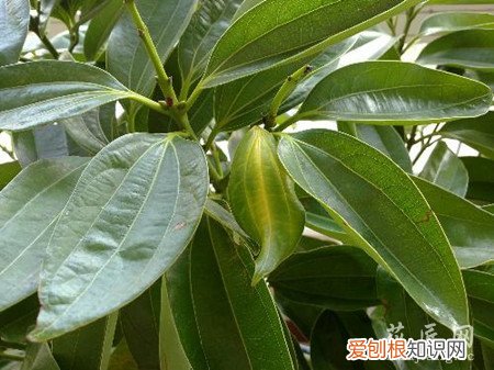 平安树叶子变黄怎么办 平安树的叶子发黄应该怎么办？