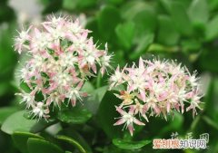 燕子掌怎么管理 燕子掌养护管理你知多少呢？