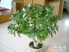 误食燕子掌会不会中毒 燕子掌是不是有毒呢？