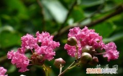 紫薇花种植技术 紫薇花的种植需要注意什么？