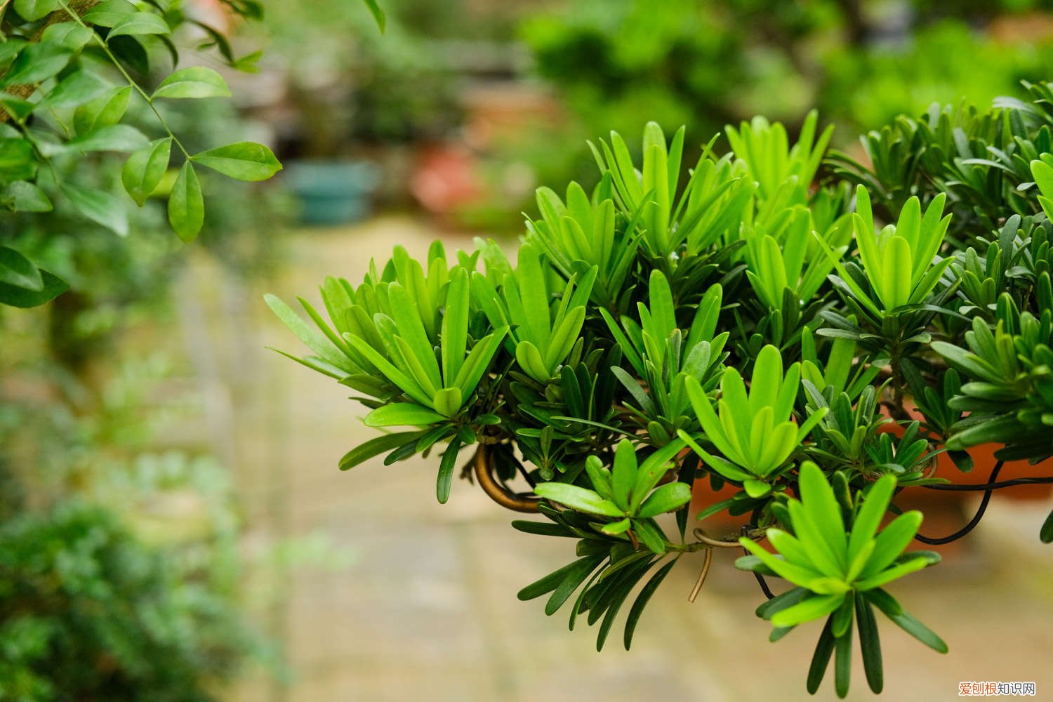 罗汉松养殖方法和注意事项有哪些 养殖方法和注意事项 怎样种植罗汉松