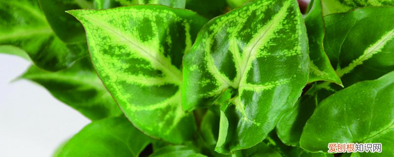 合果芋繁殖方法 合果芋怎么繁殖