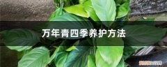 四季青盆栽怎么保养 万年青四季养护方法