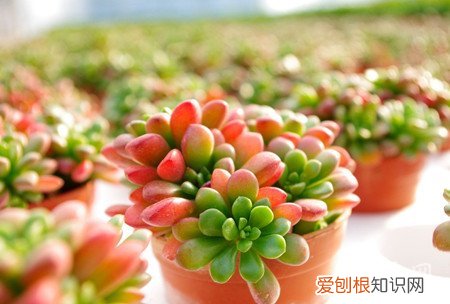 多肉虹之玉的养殖方法和注意事项 虹之玉的养殖方法和注意事项