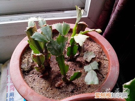 蟹爪兰烂根处理 蟹爪兰烂根应该怎么办？