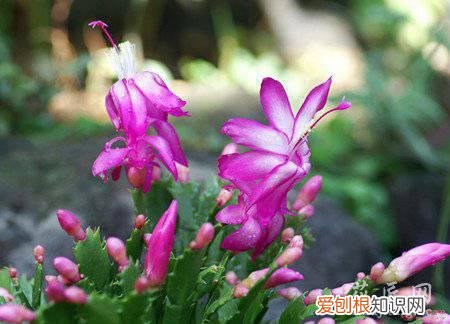 蟹爪莲 蟹爪兰的花期管理方法(蟹爪莲花蕾期的管理)