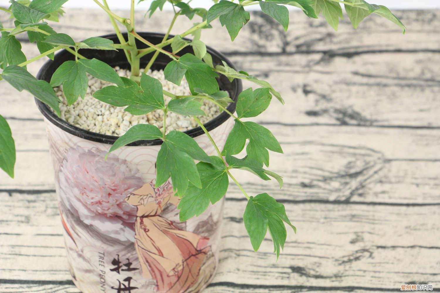 牡丹花移植应注意什么 牡丹花移植注意事项