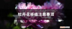 牡丹花移植应注意什么 牡丹花移植注意事项