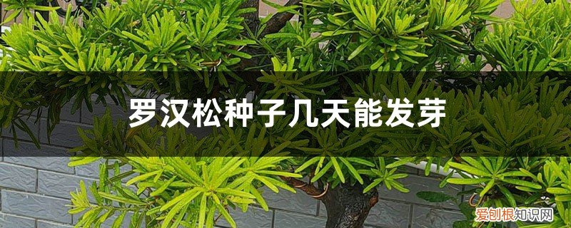 罗汉松插枝多久能发芽 怎么催芽，发芽能见光吗 罗汉松种子几天能发芽