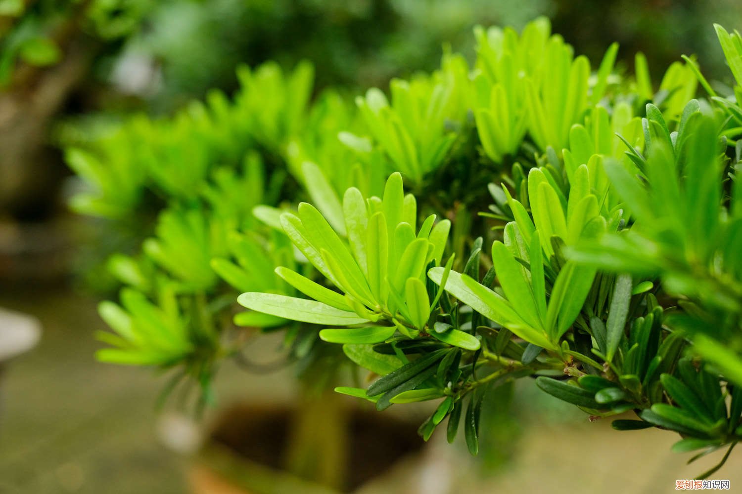 罗汉松插枝多久能发芽 怎么催芽，发芽能见光吗 罗汉松种子几天能发芽