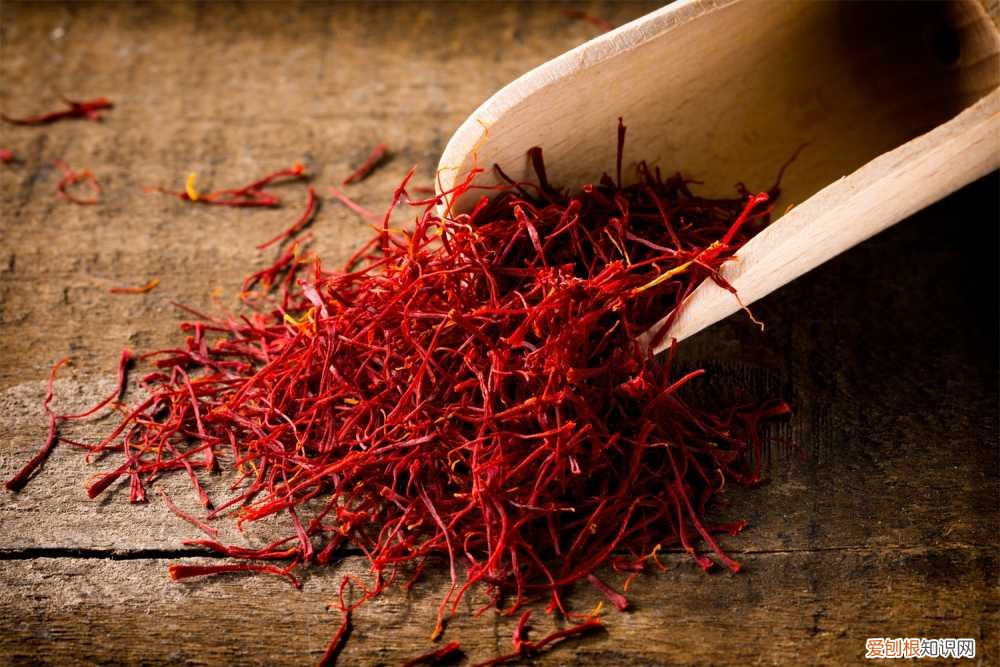 藏红花种球怎么种植视频 藏红花种球怎么种