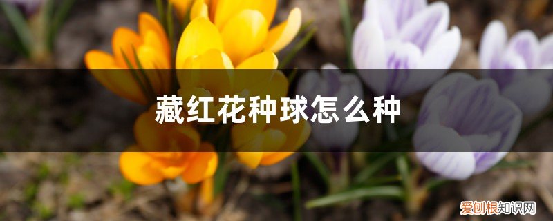 藏红花种球怎么种植视频 藏红花种球怎么种