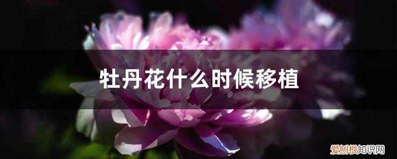 牡丹花什么时候可以移栽 牡丹花什么时候移植，需要剪枝吗