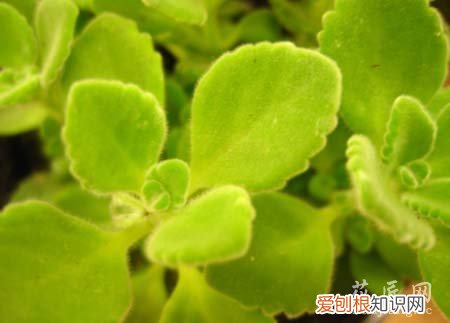 碰碰香的叶子黄了是什么原因 碰碰香叶子发黄的原因及其解决方法