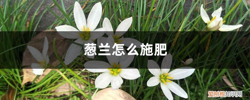 葱兰花的种植方法和时间 葱兰怎么施肥，什么时候开花