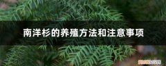 盆栽南洋杉的养殖方法 南洋杉的养殖方法和注意事项