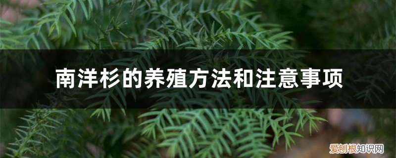 盆栽南洋杉的养殖方法 南洋杉的养殖方法和注意事项