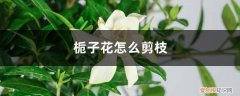 栀子花修剪花枝的技巧 栀子花怎么剪枝防长高