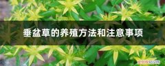 垂盆草的生长环境 垂盆草的养殖方法和注意事项