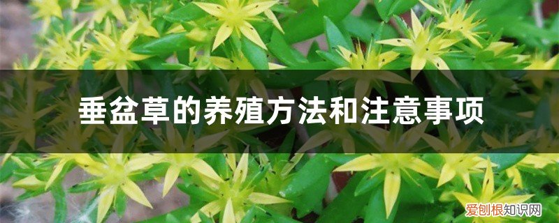 垂盆草的生长环境 垂盆草的养殖方法和注意事项