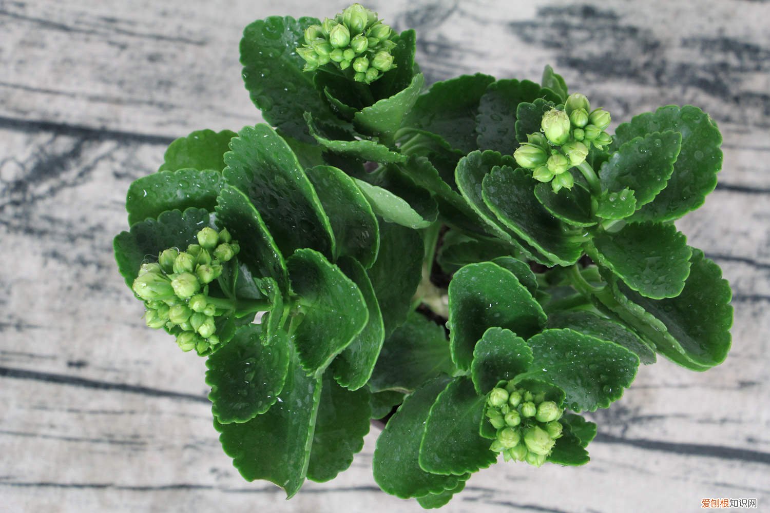 长寿花可以养几年?如何让长寿花开得更好? 不会养长寿花？做好这五点，年年开爆盆！