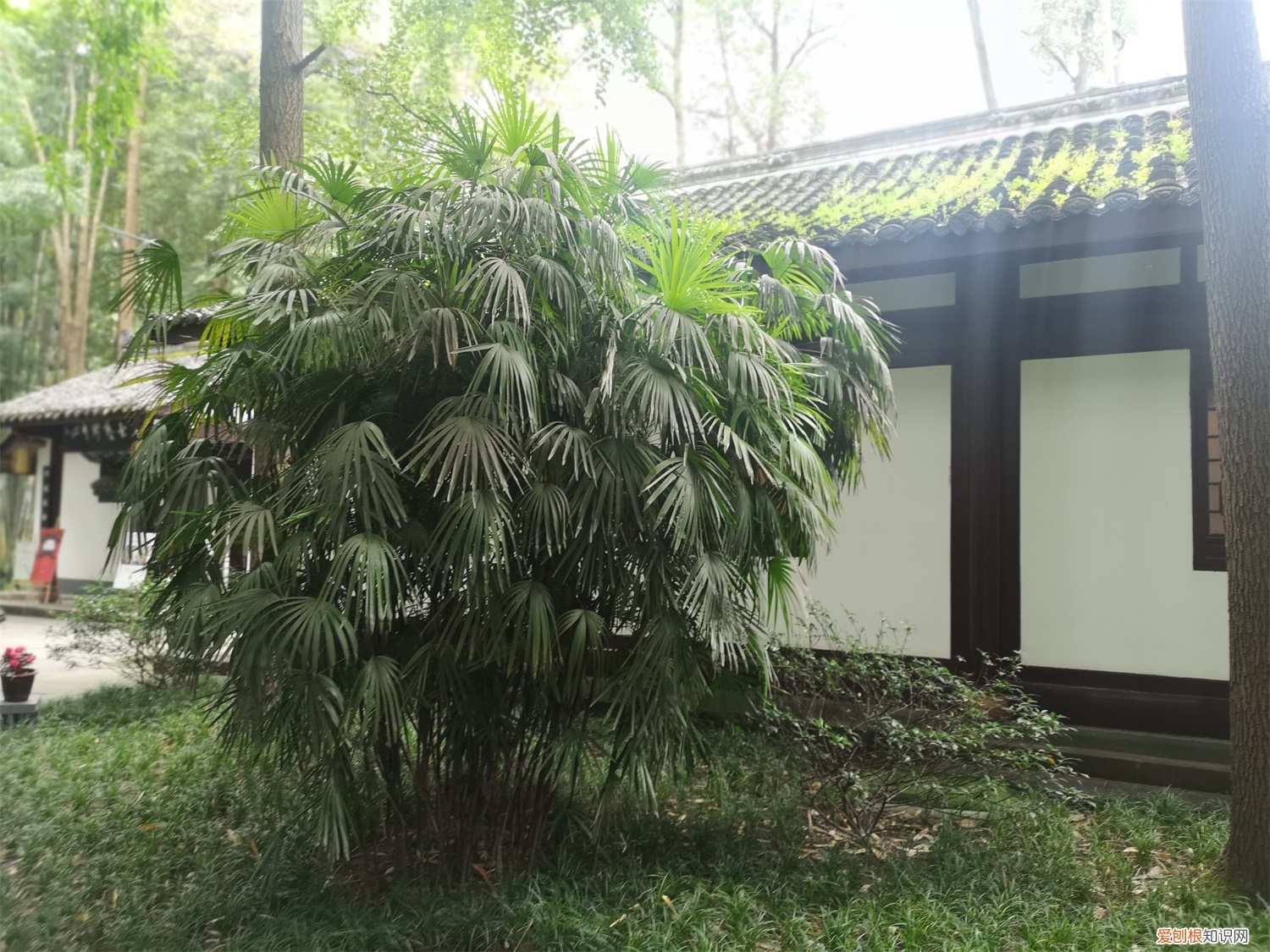 观赏竹几天浇一次水 棕竹怎么浇水，几天浇一次水