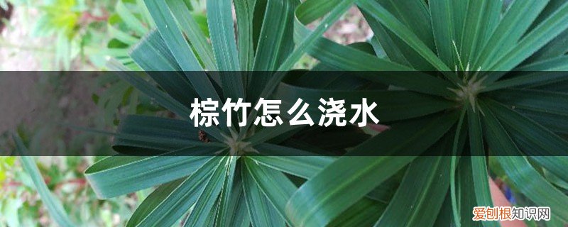 观赏竹几天浇一次水 棕竹怎么浇水，几天浇一次水