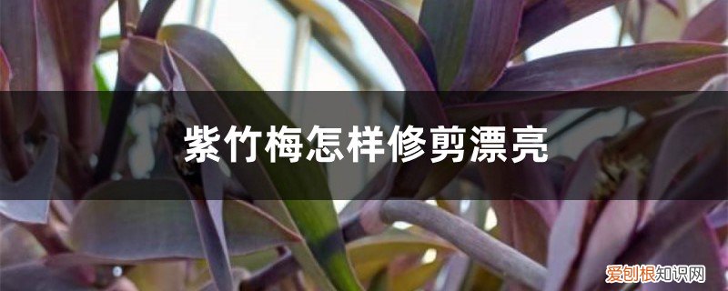 紫竹梅太长了怎么修剪 造型图片 紫竹梅怎样修剪漂亮