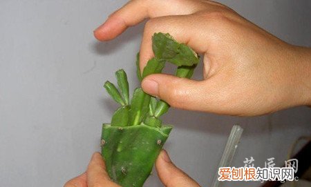 蟹爪兰的嫁接方法蟹爪兰嫁接技术 图文解说蟹爪兰的嫁接技术