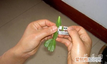蟹爪兰的嫁接方法蟹爪兰嫁接技术 图文解说蟹爪兰的嫁接技术