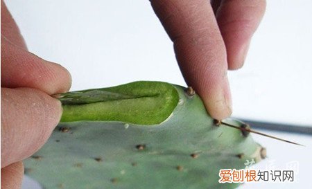 蟹爪兰的嫁接方法蟹爪兰嫁接技术 图文解说蟹爪兰的嫁接技术