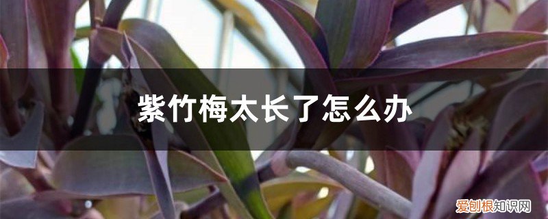 紫竹梅太长了怎么办,如何造型图片 紫竹梅太长了怎么办,如何造型