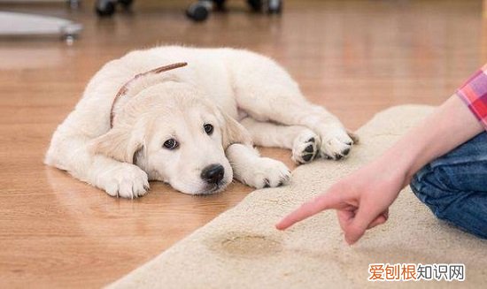 狗为什么越打越不听话 狗越打越不听话的原因