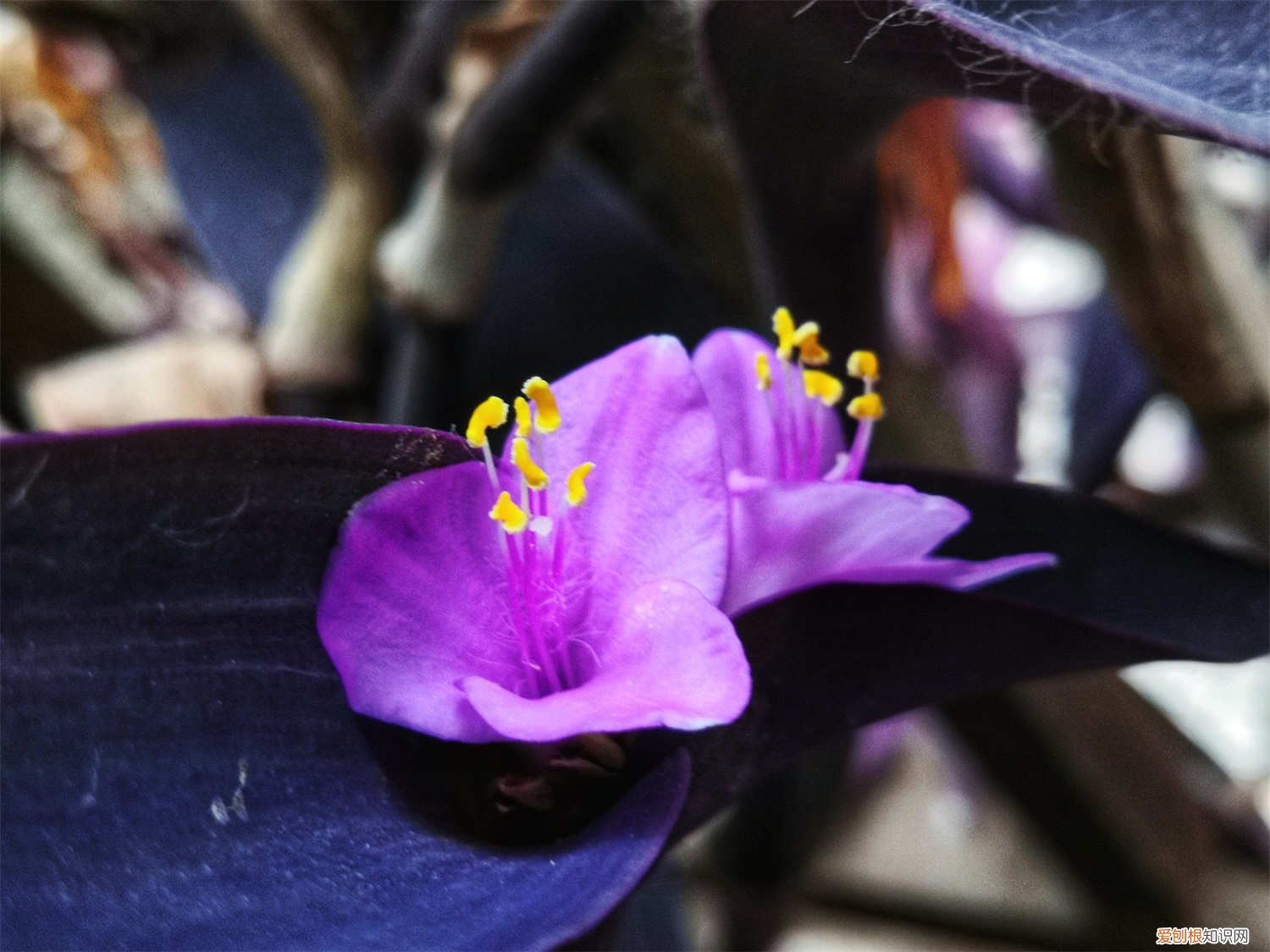 紫竹梅茎干长长后怎么办 如何让紫竹梅长侧芽