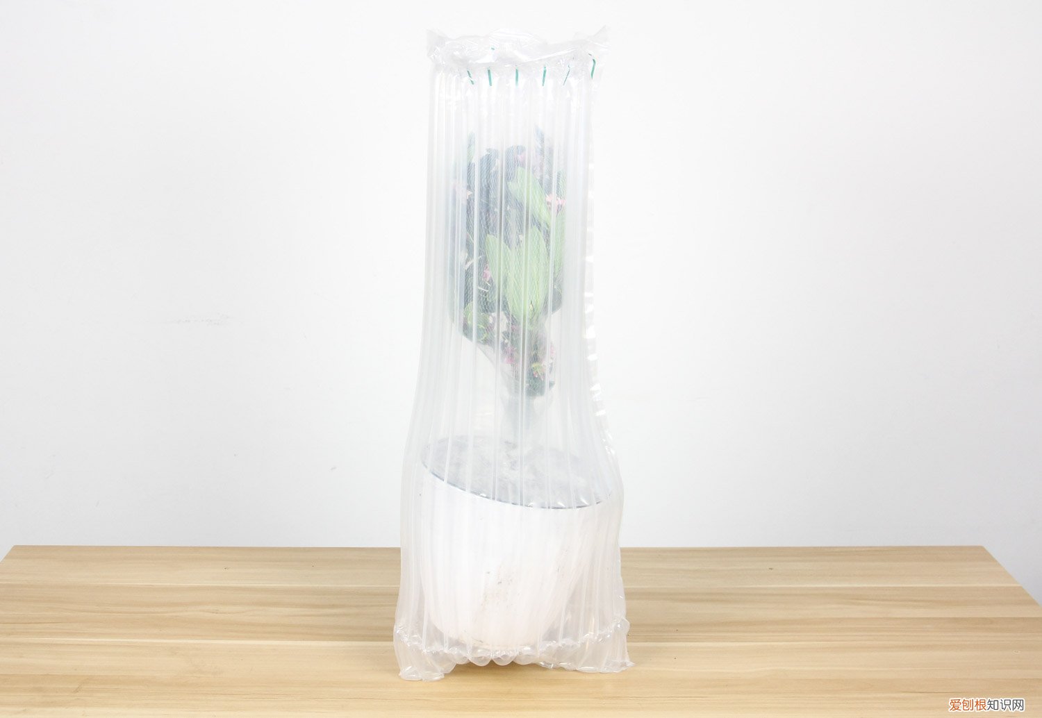 金边瑞香夏天可以放室内吗 金边瑞香秋天怎么养护,放室内还是室外