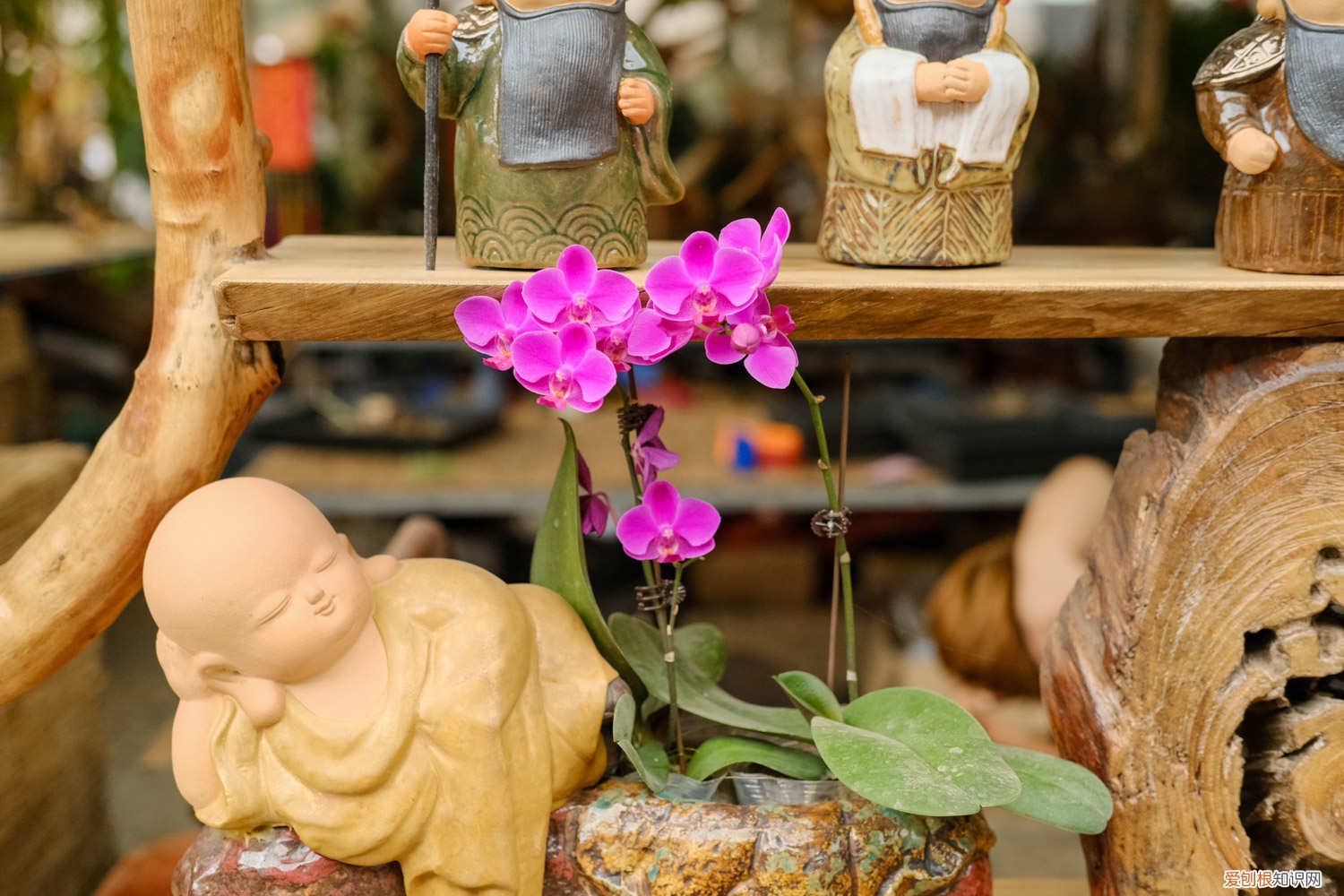 蝴蝶兰浇水正确方法 蝴蝶兰浇水浇哪个部位