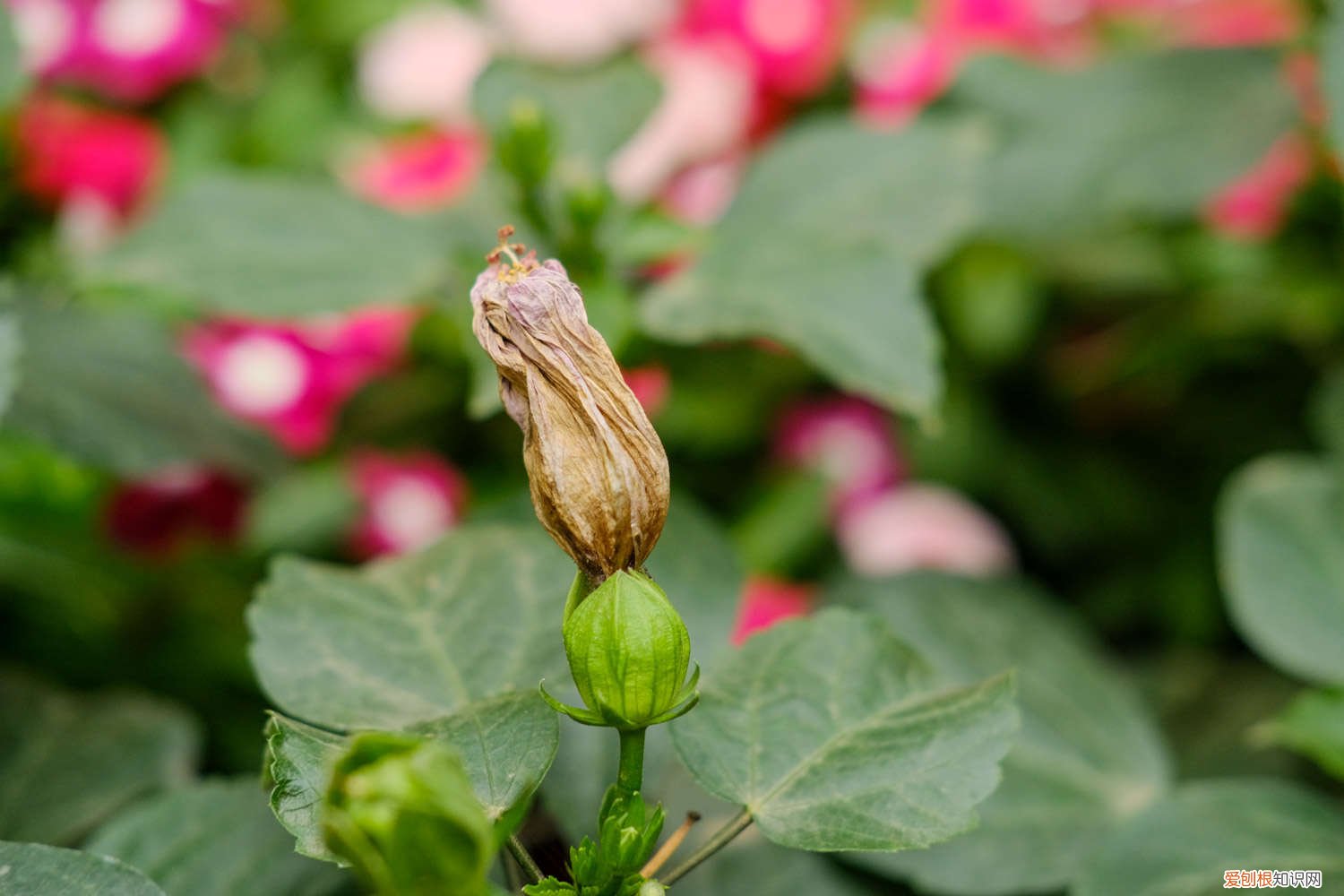 扶桑花的叶子发黄,花刚开就掉是怎么回事 扶桑花叶子黄的原因，叶子蔫了怎么挽救