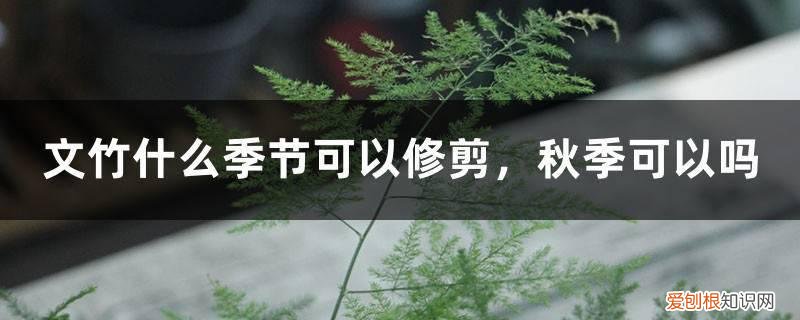 文竹夏季可以修剪吗 文竹什么季节可以修剪,秋季可以吗