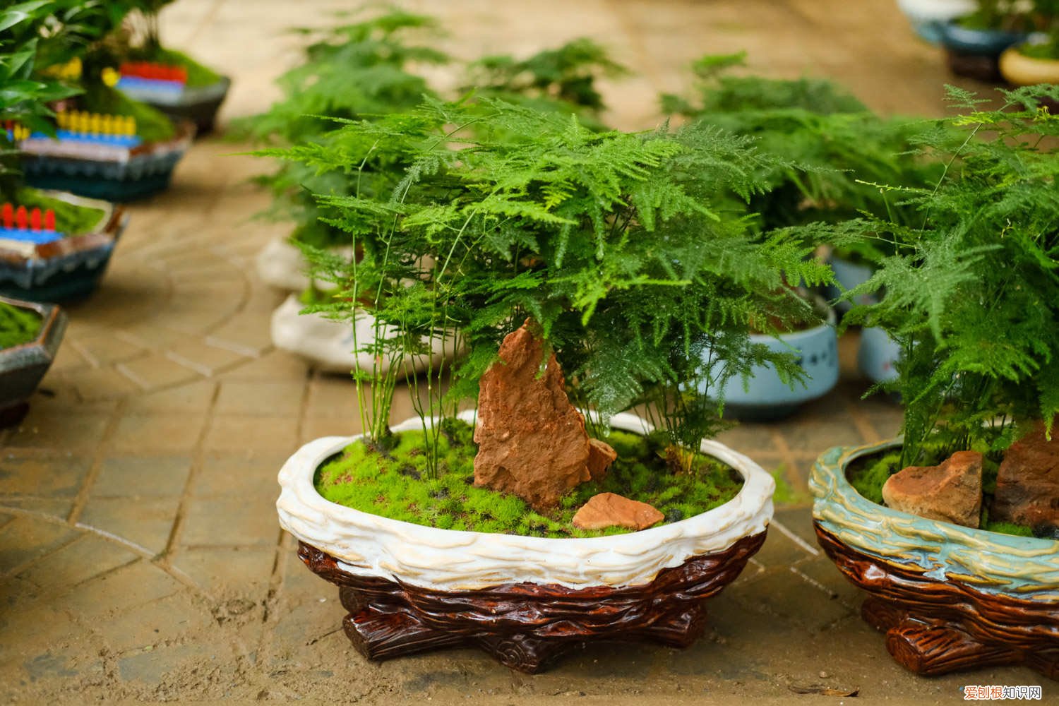 文竹夏季可以修剪吗 文竹什么季节可以修剪,秋季可以吗