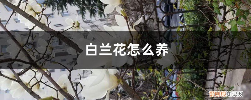 白兰花盆栽怎么养殖 盆栽白兰花的养殖方法