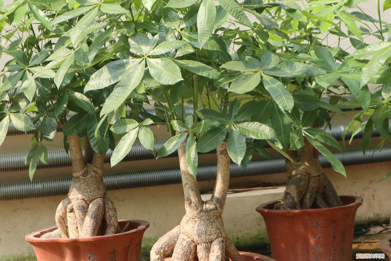 什么时候给发财树修剪 发财树修剪时间,正确时间来一刀,来年长更猛!