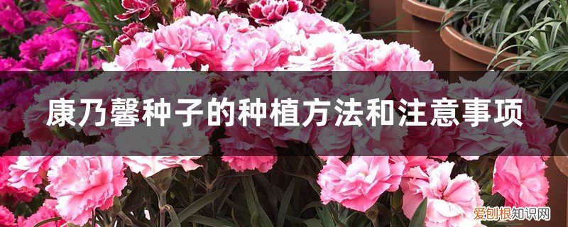 康乃馨种子的种植多久能开花 什么季节种植，好发芽吗 盆栽康乃馨种子怎么种